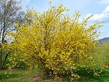 Forsythia