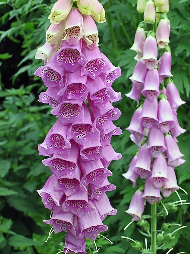 Foxglove