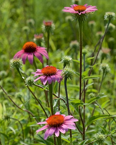 Coneflower