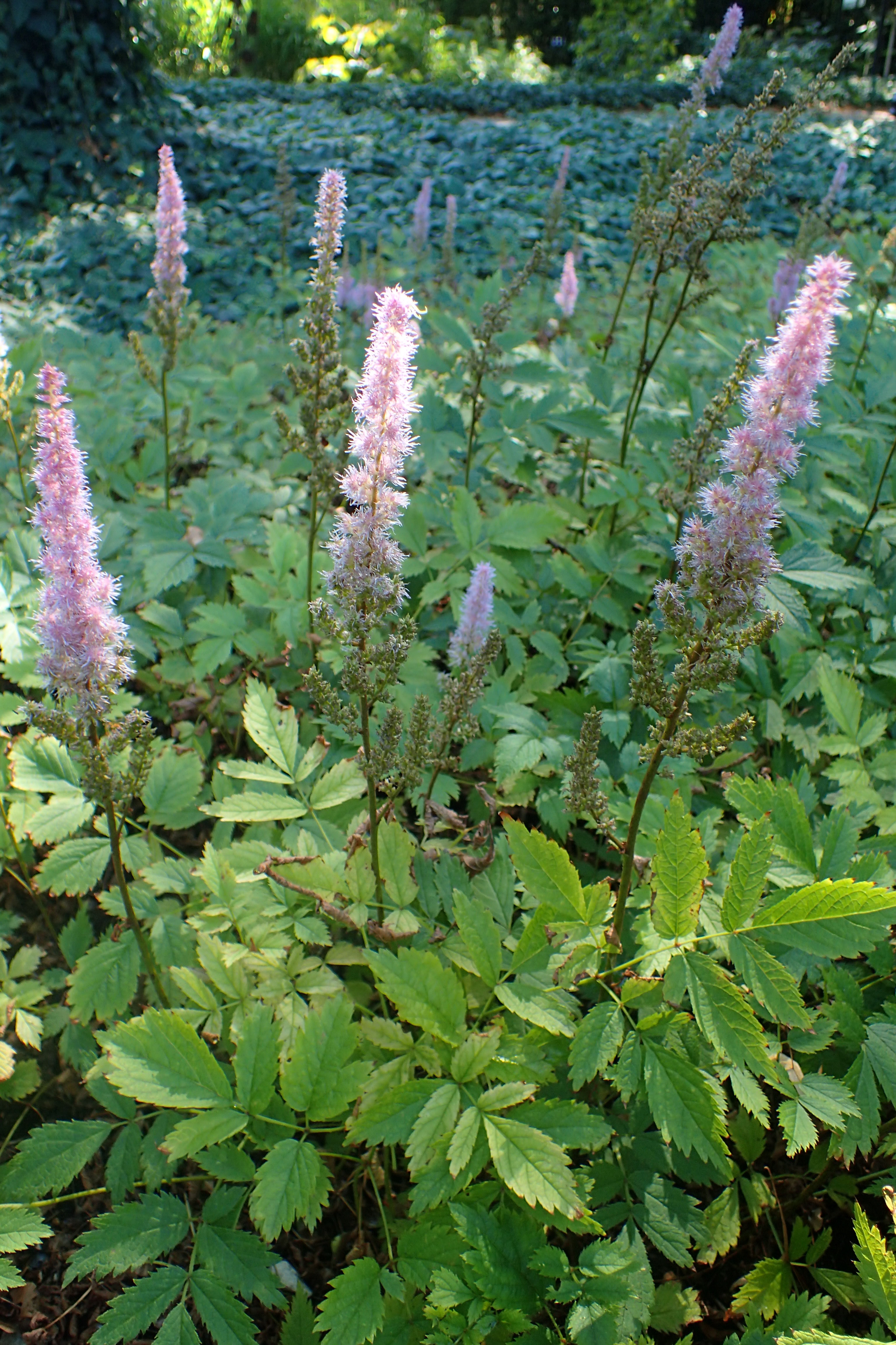 Astilbe