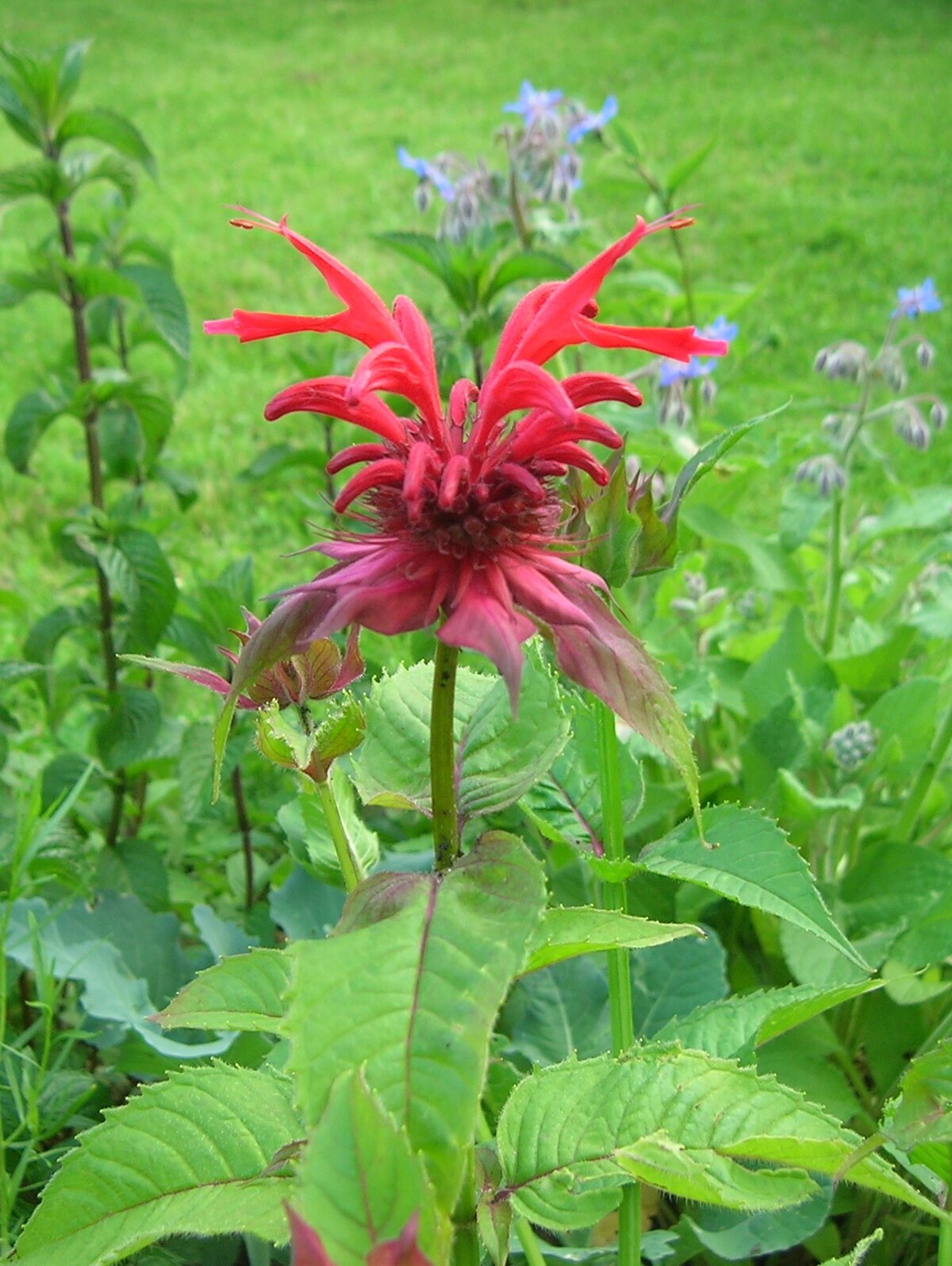 Bee Balm