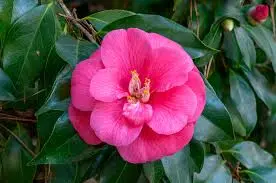 Camelia