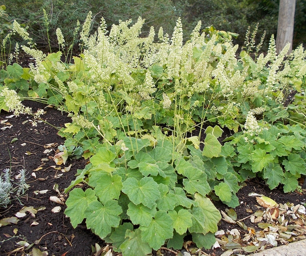 Coral Bells (Heuchera)