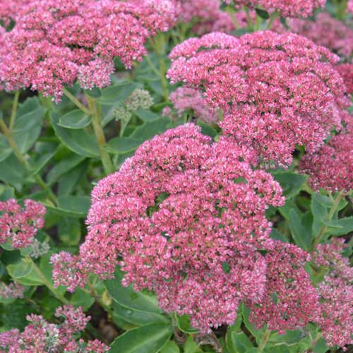 Sedum