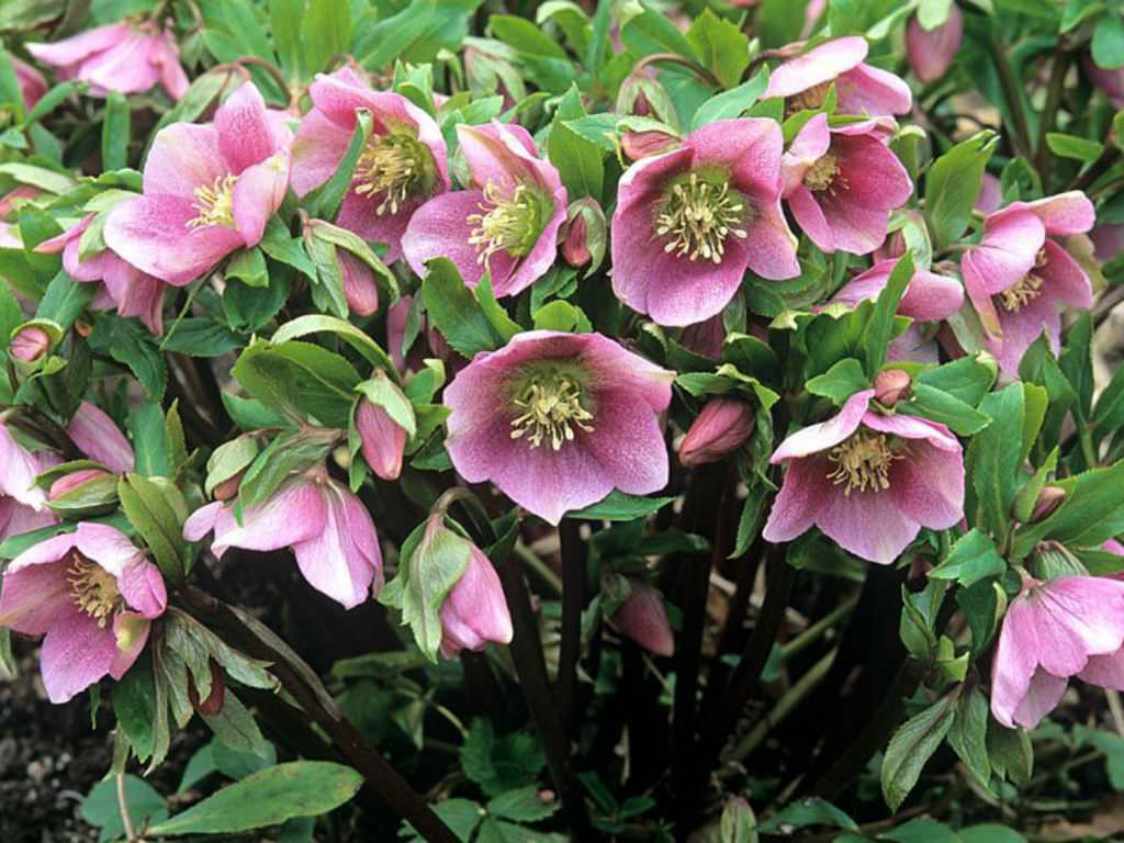 Hellebore