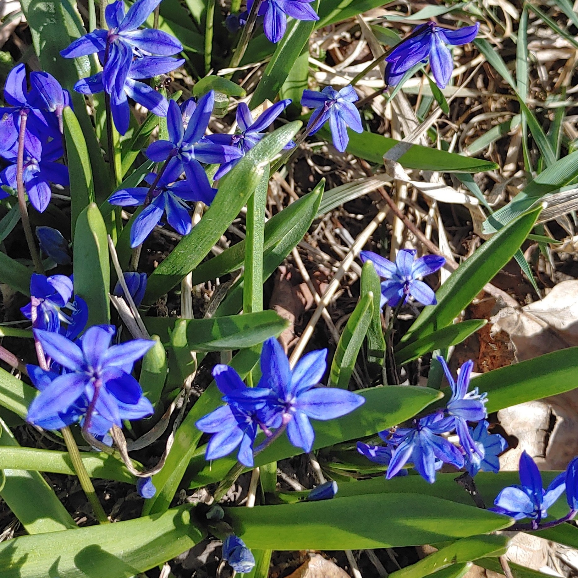 Siberian Squill