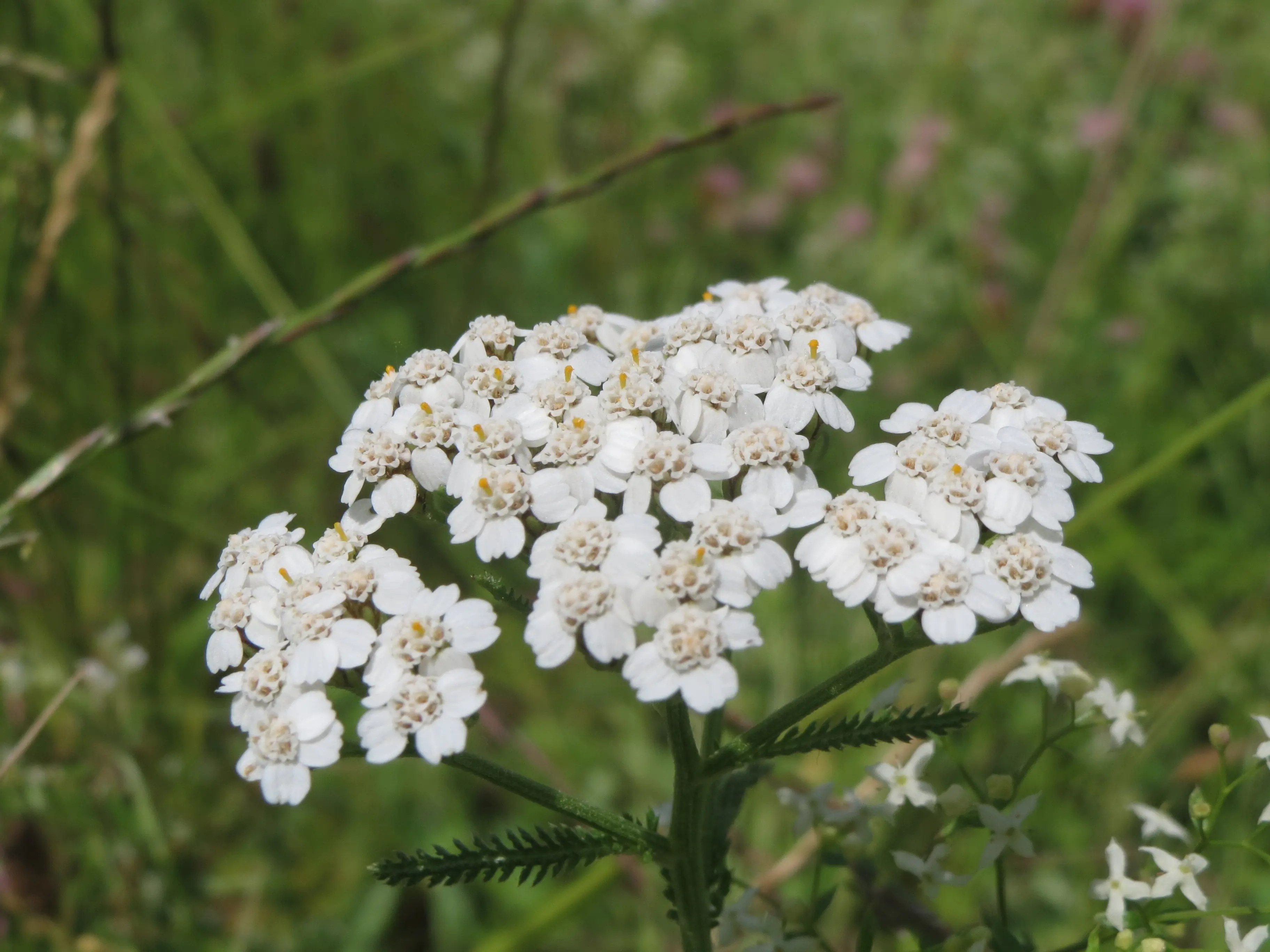 Yarrow