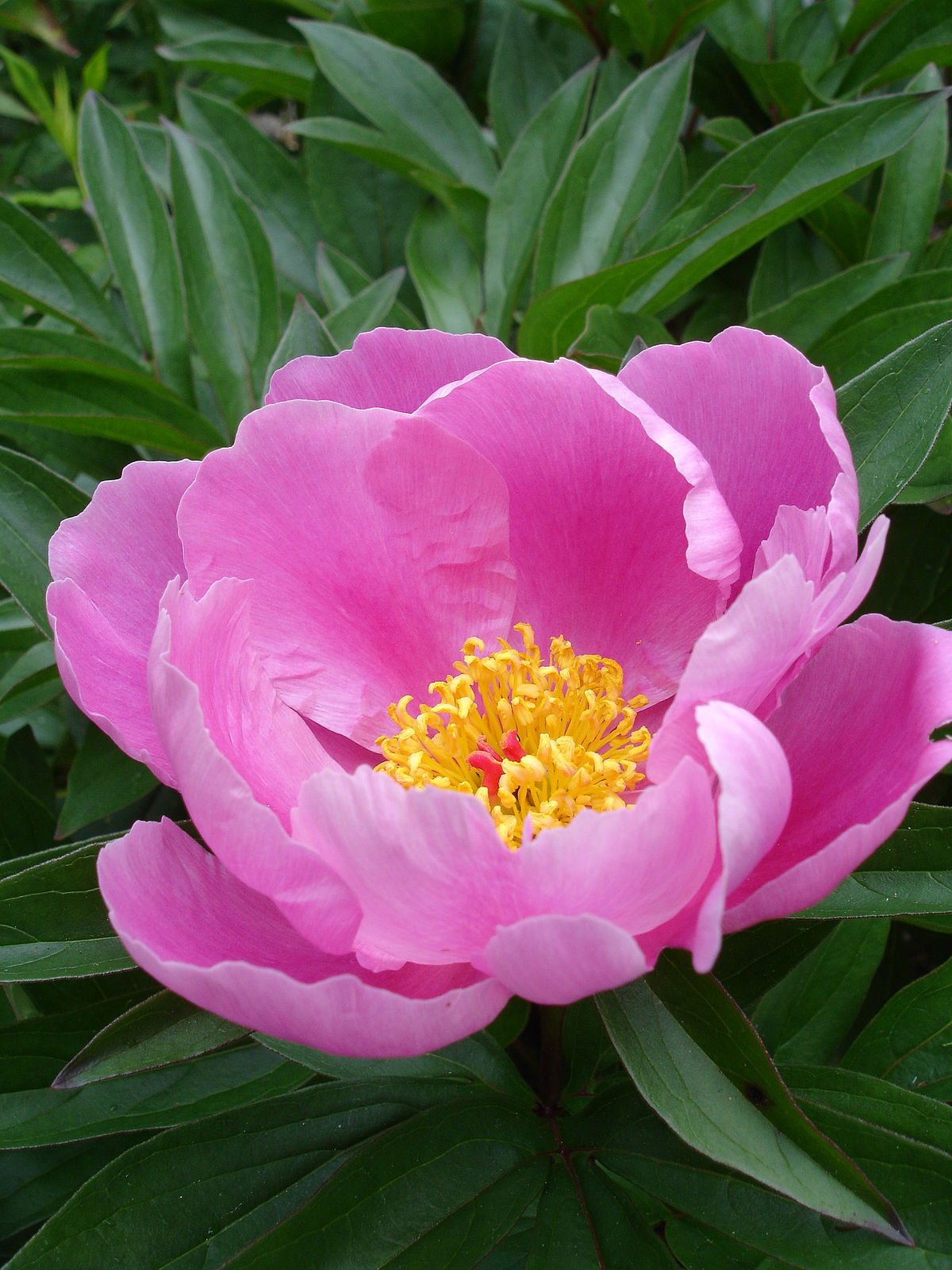 Peony