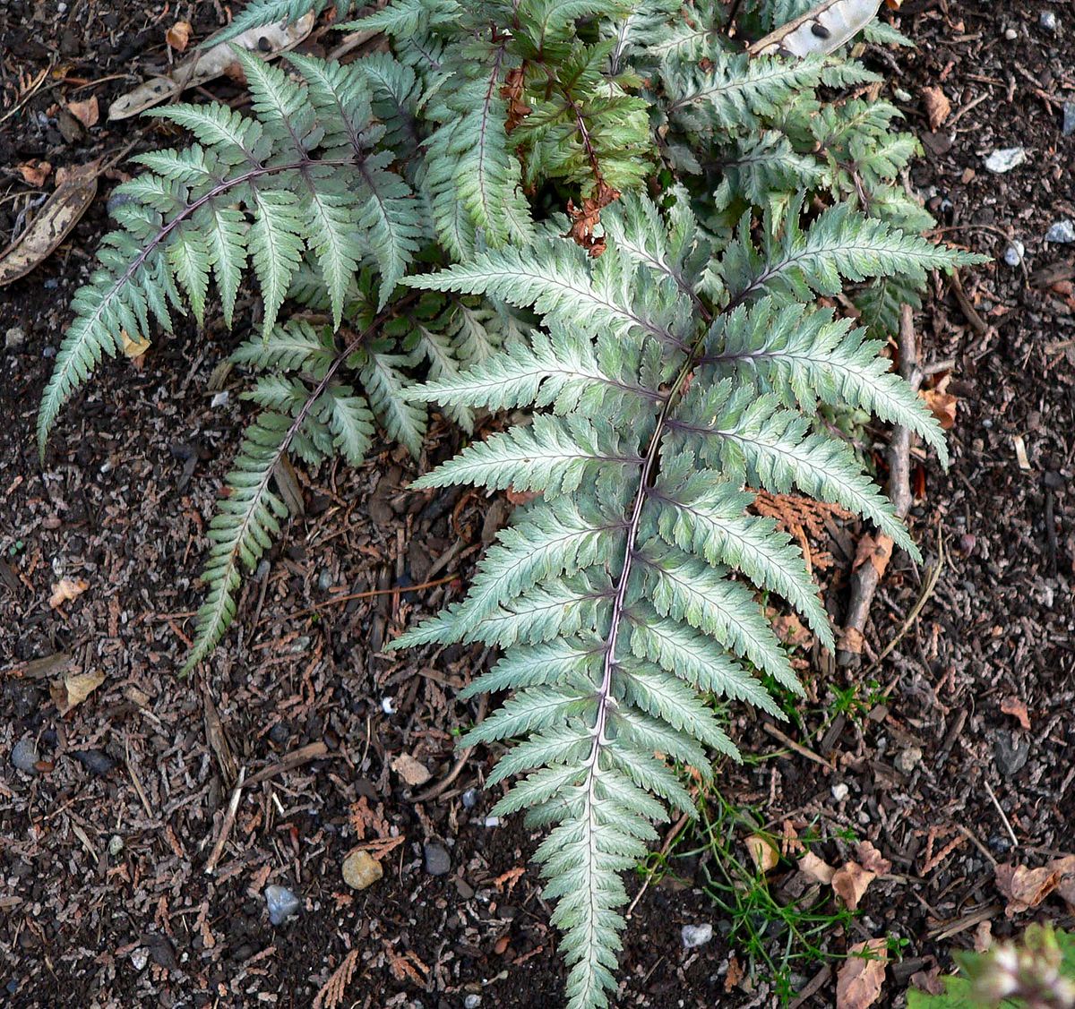 Japanese Painted Fern