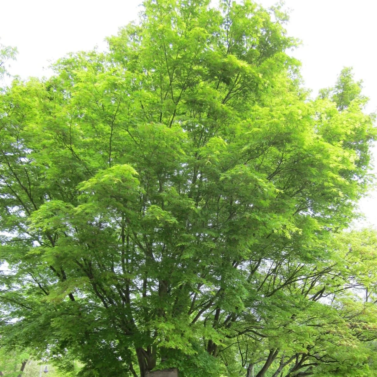 Japanese Maple