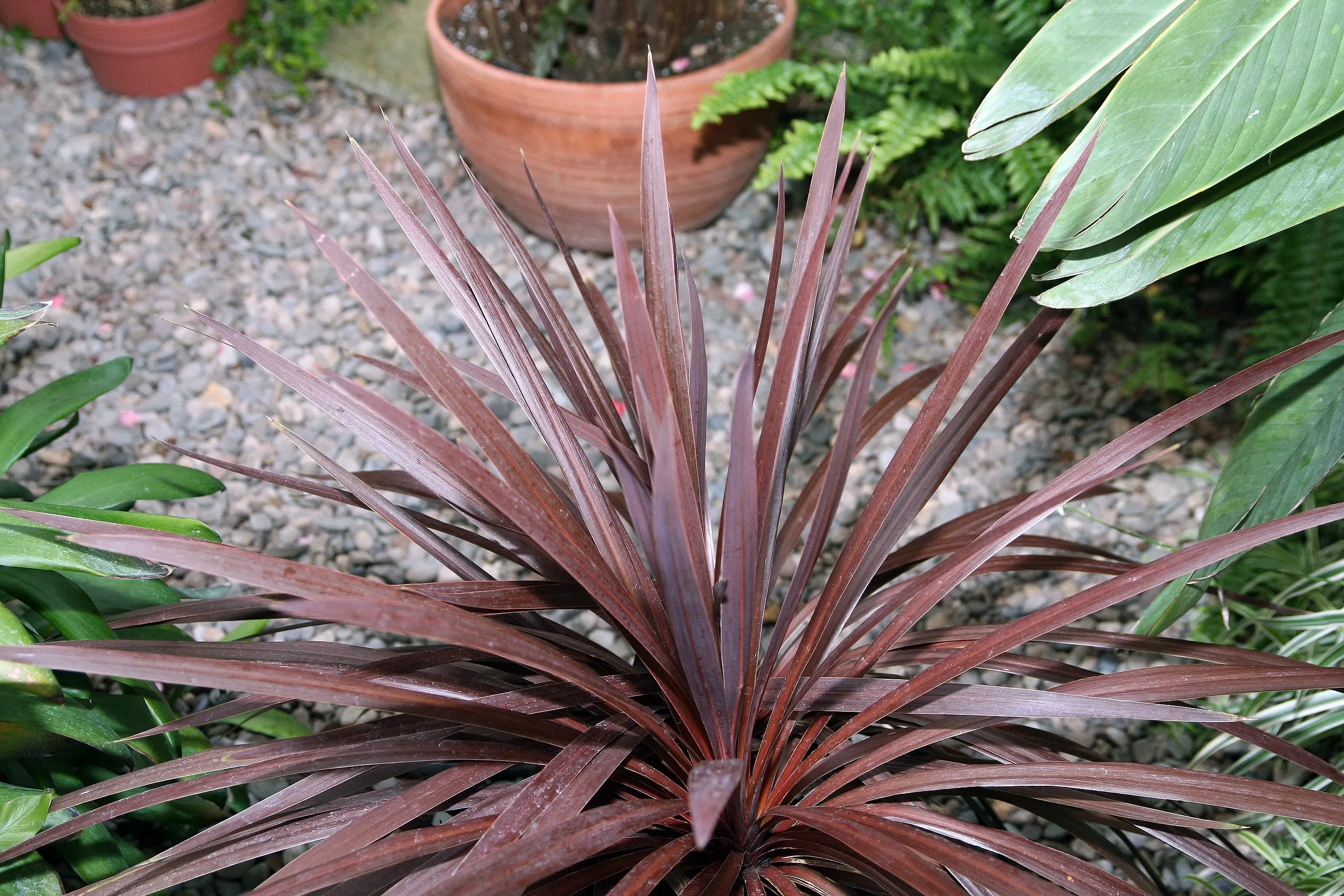 Cordyline Australis