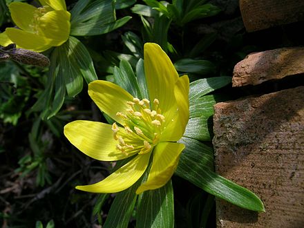 Winter Aconite