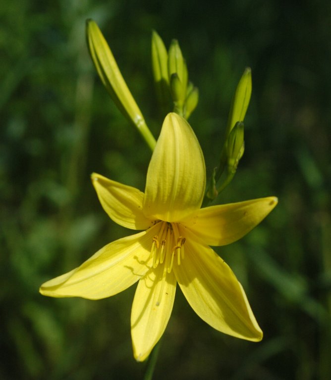 Daylily