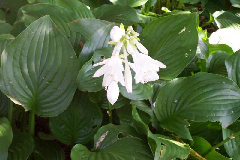 Hosta