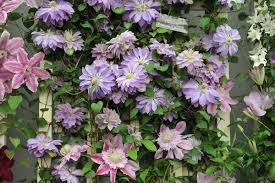 Clematis