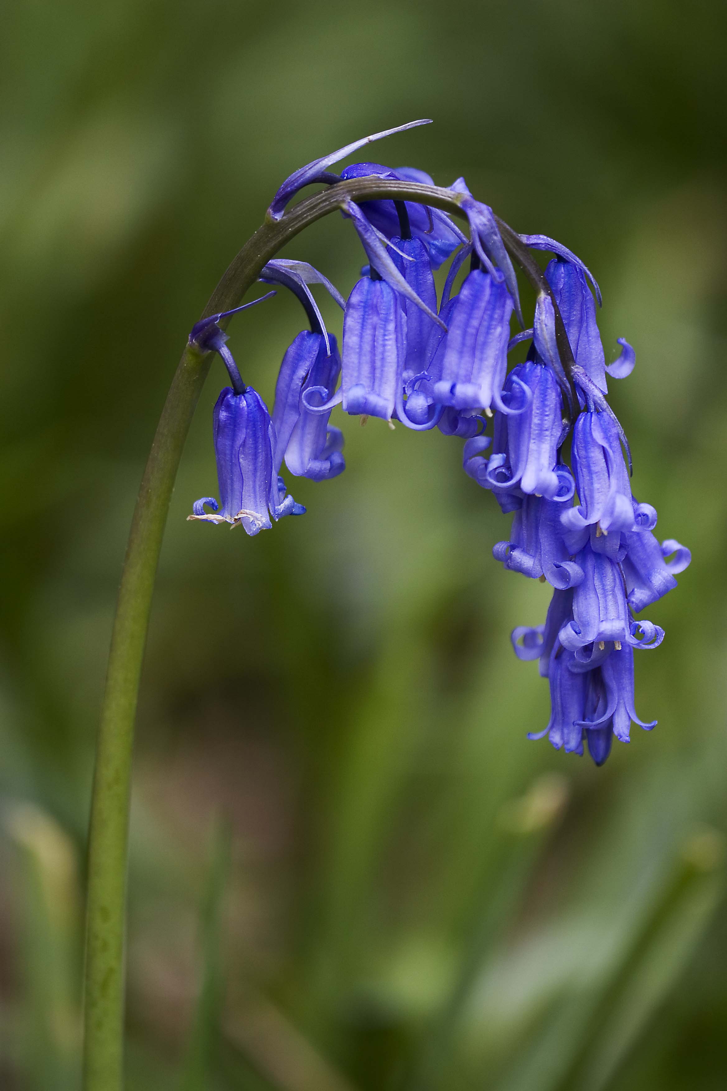 Bluebells