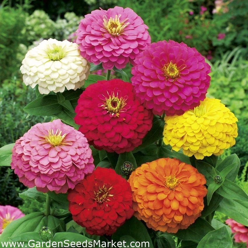 Zinnia