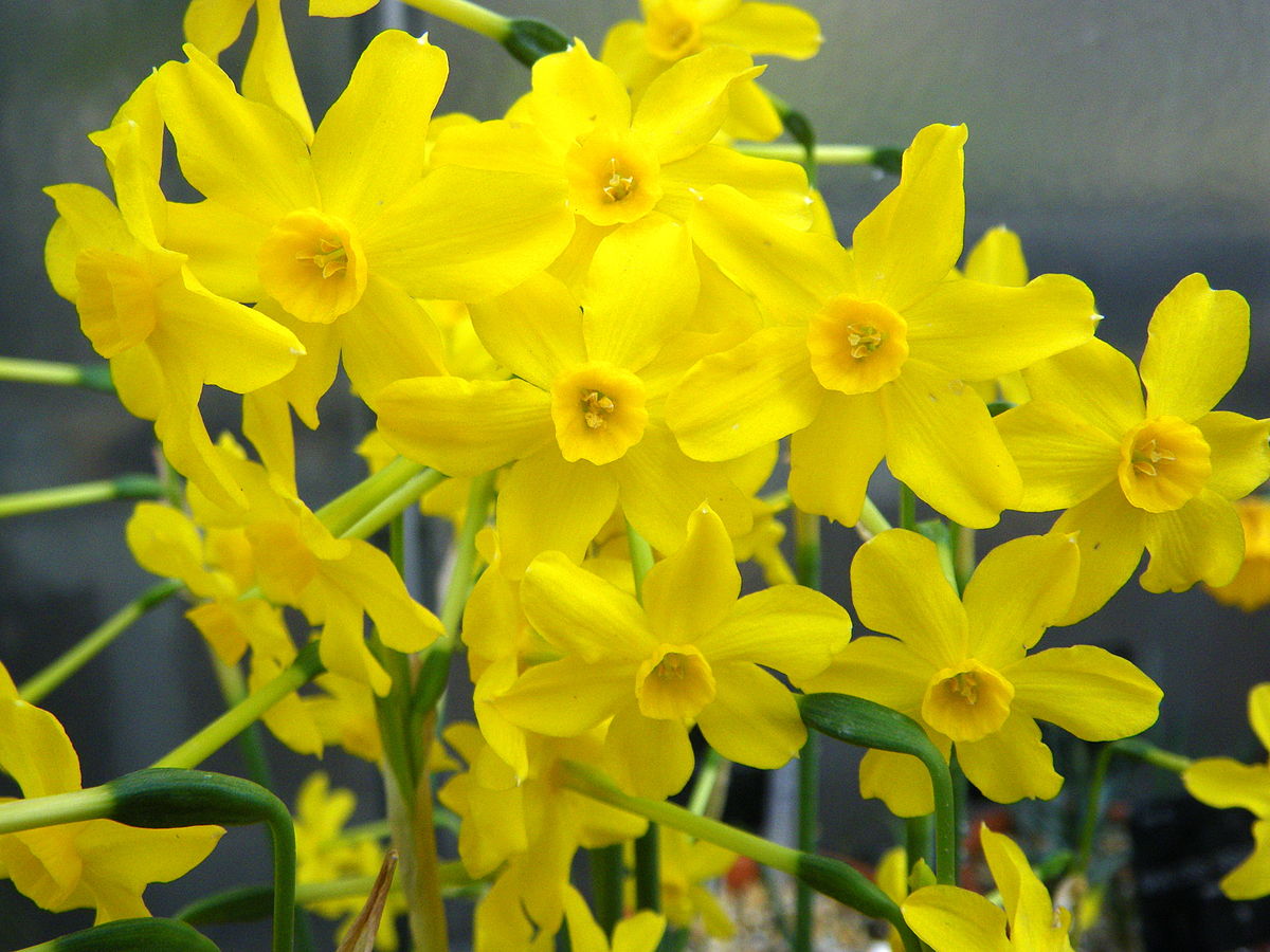 Daffodil