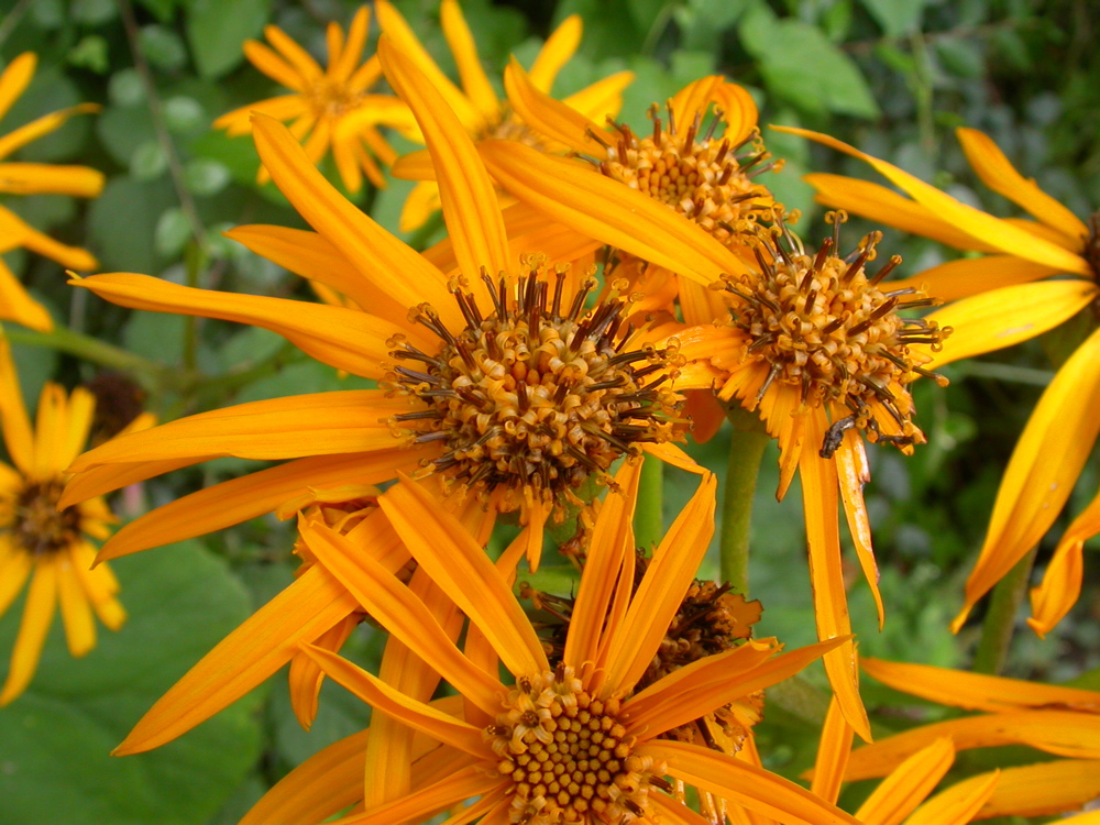 Ligularia