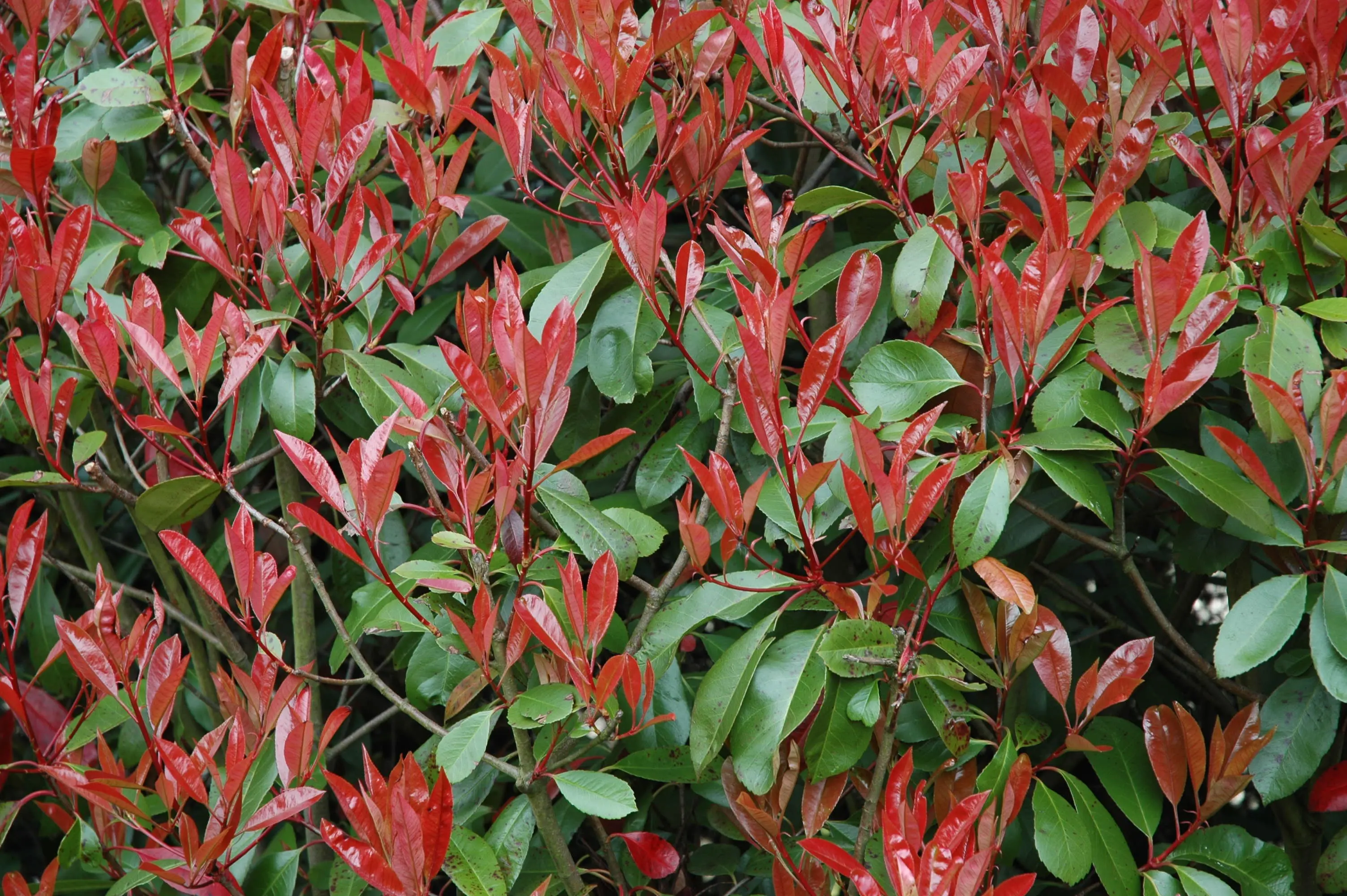 Photinia Red Robin