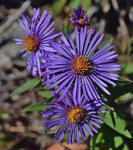 Aster