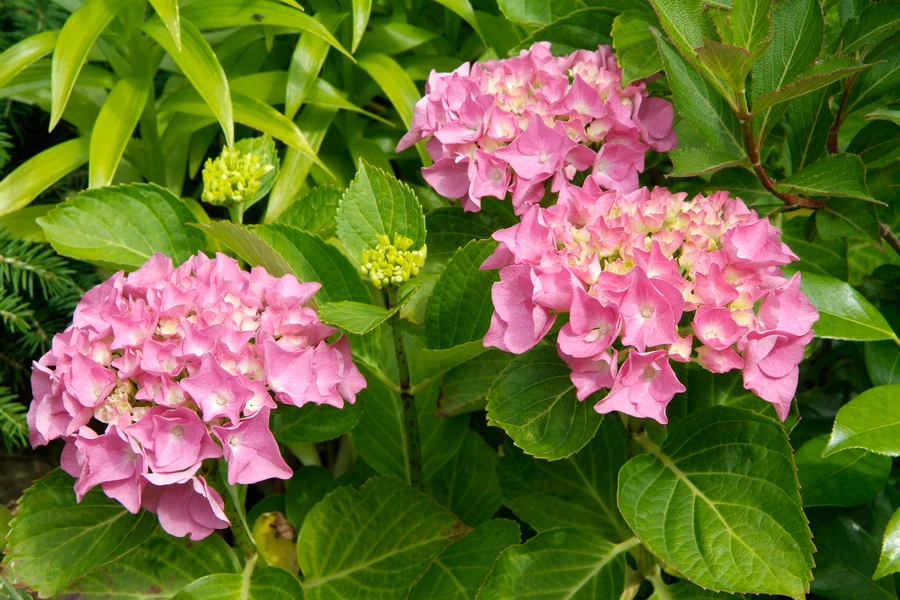 Hydrangea