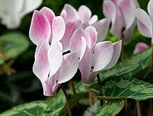 Cyclamen