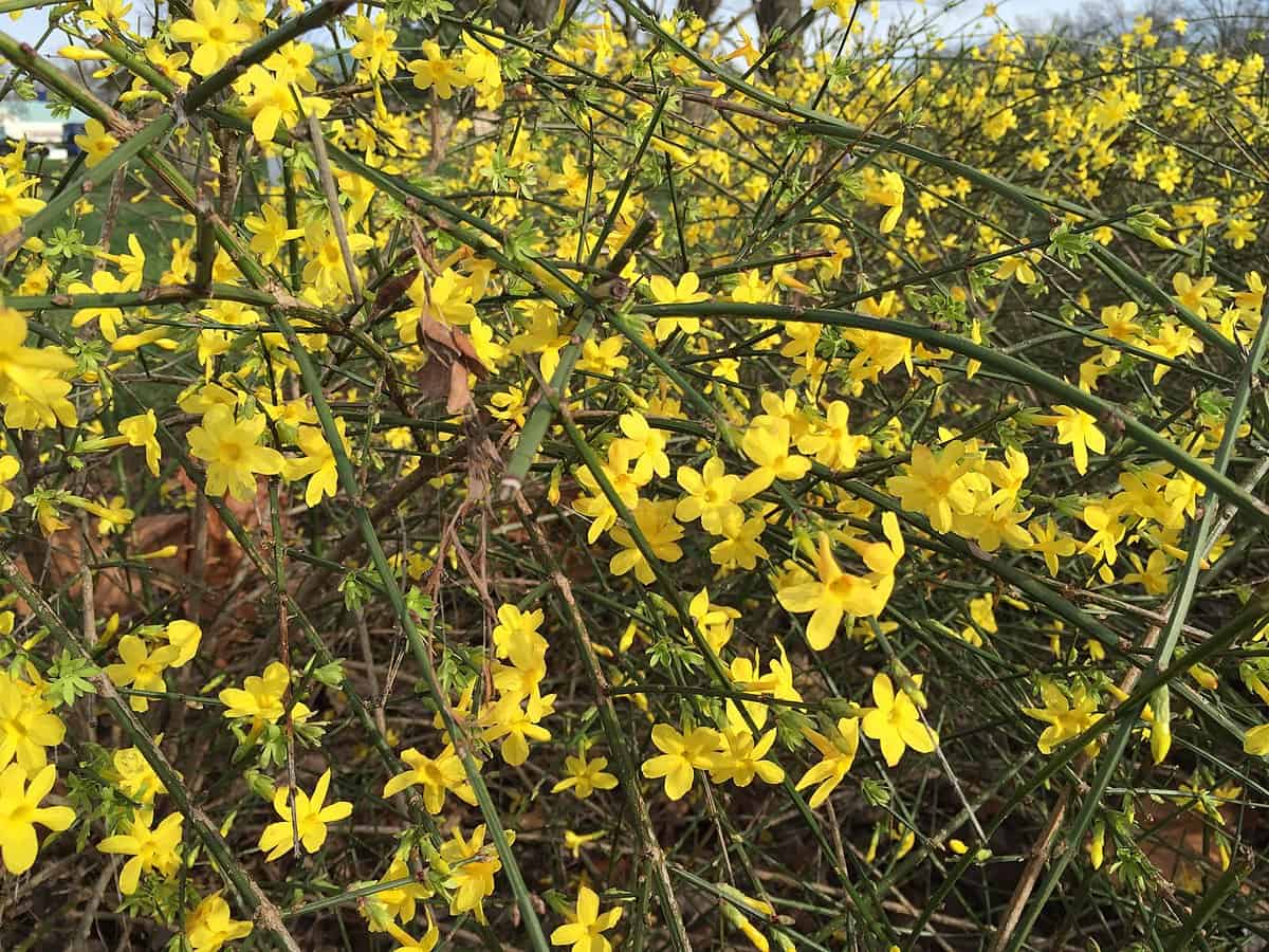 Winter Jasmine