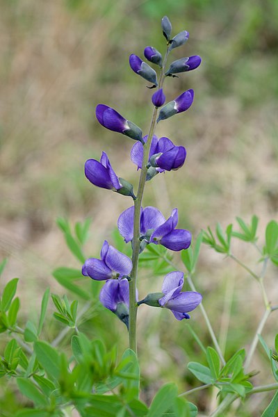 Baptisia